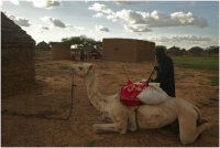 Food transport via camel.